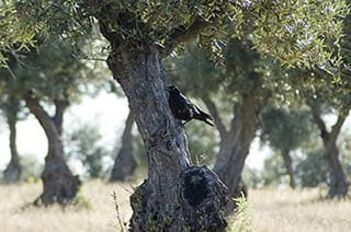 Observação de Aves