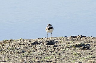 Observação de Aves