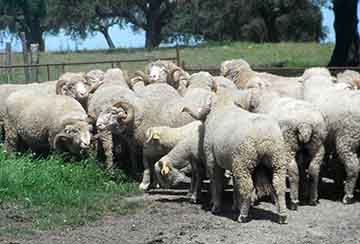 Gado da Herdade